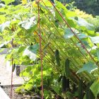 Wire Cucumber Trellis